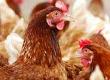 Free Range Versus Organic Poultry