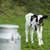 What do Different Animals Eat?