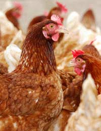 Chicken Poultry Free-range Organic Soil