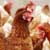 Free Range Versus Organic Poultry